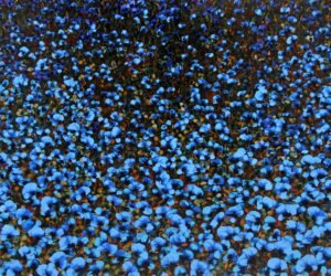 Blue Little Flowers