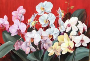 Orquídeas Cálidas