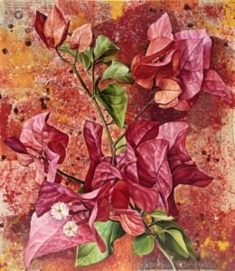Bouganvillea
