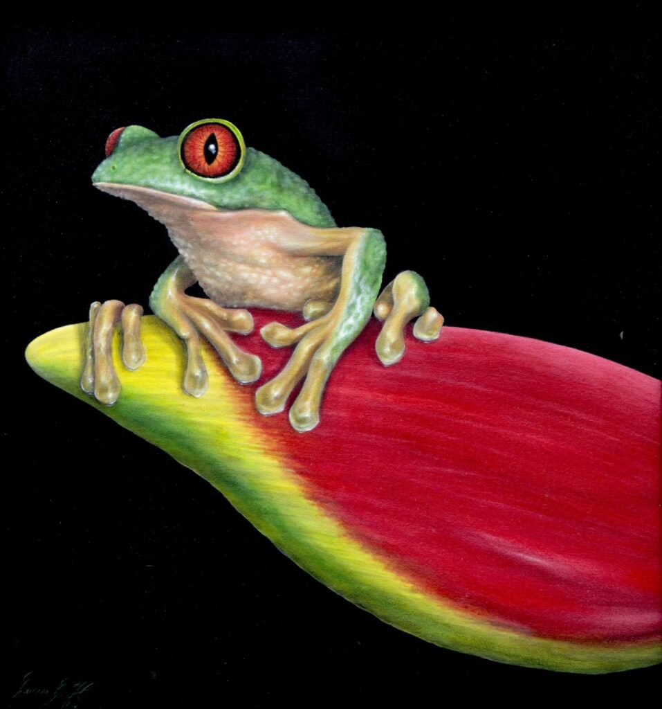 Rana en Hoja Roja