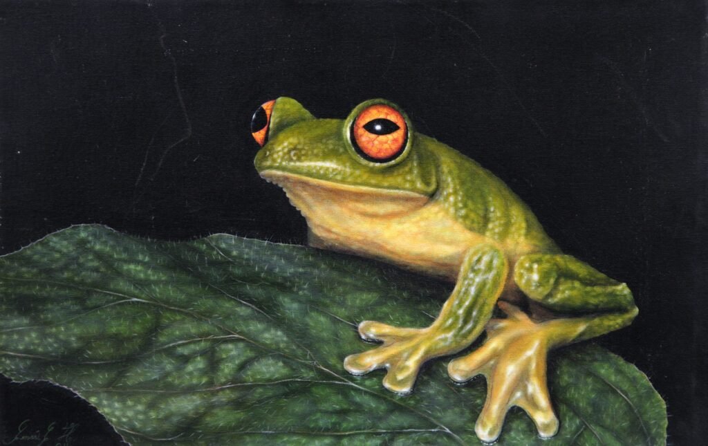 Ranita Verde