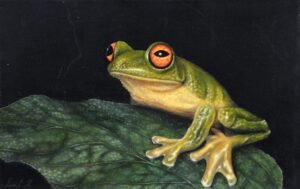 Ranita Verde