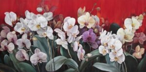 Phalaenopsis in Red