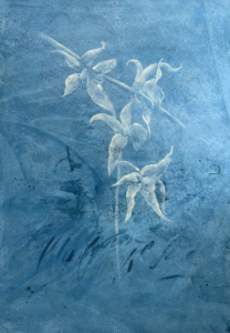 Orquídeas Azules